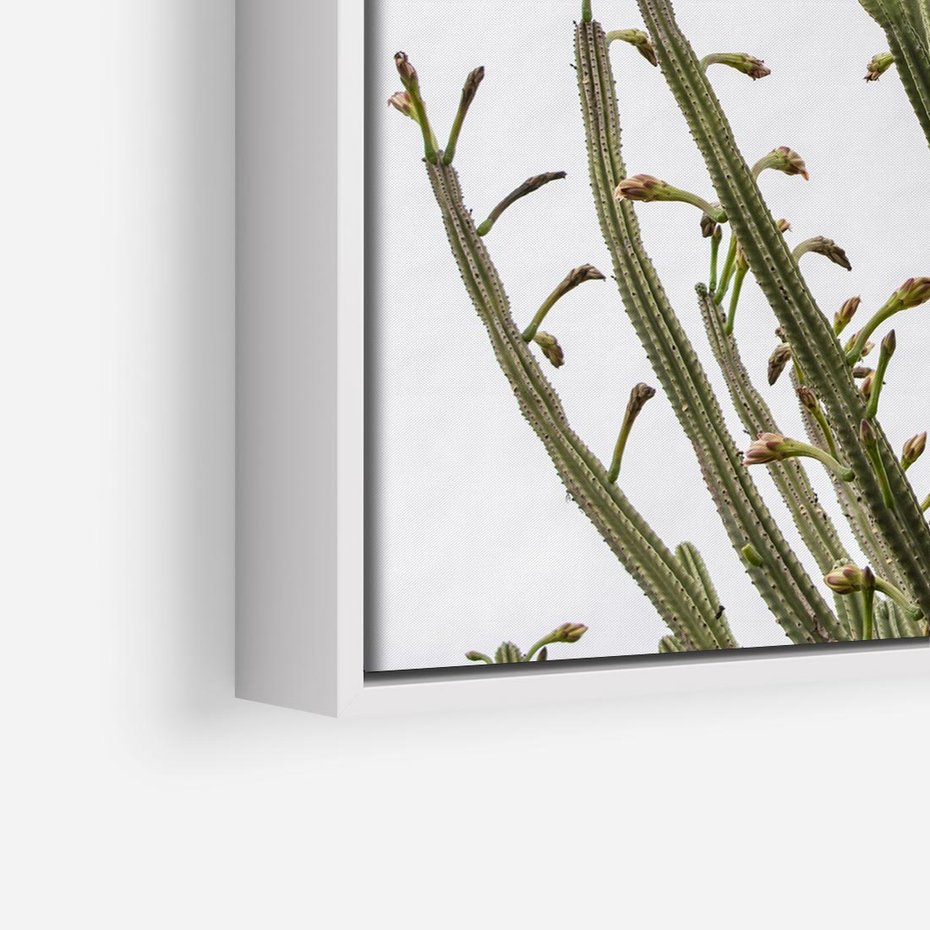 Obraz w ramie 80x80 - Ekskluzywna Roślinność - kaktusy, liście - rama biała
