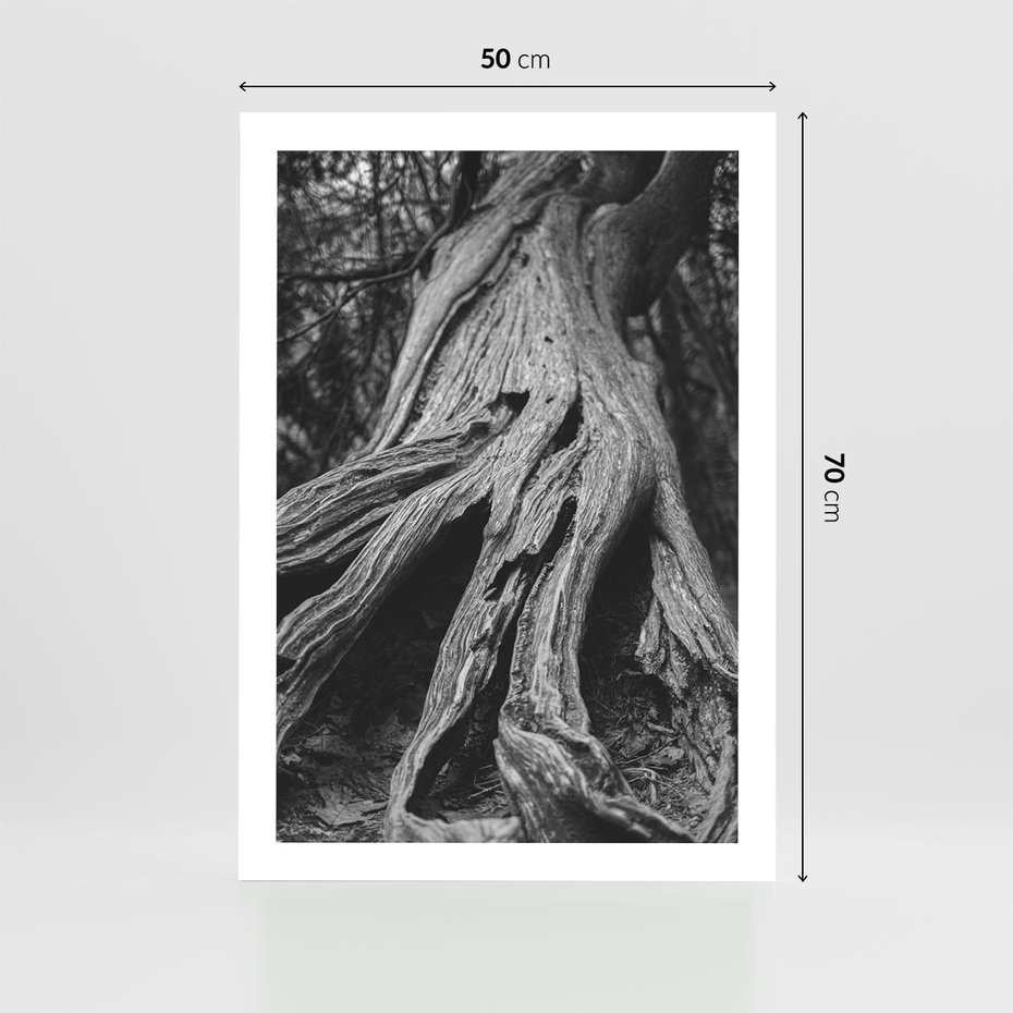 Plakat bez ramy 50x70 - Siła Natury - czarno biała fotografia, korzenie wielkiego drzewa