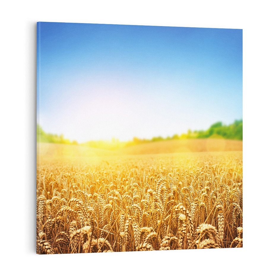 Obraz na płótnie 60x60 - Żyzne Pola - pole, pszenicy