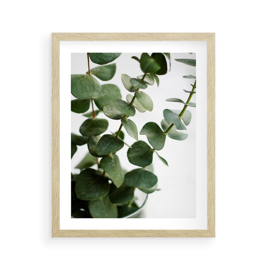 Plakat w ramie 40x50 - Zielone eukaliptusy - eukaliptus, liście - rama drewno