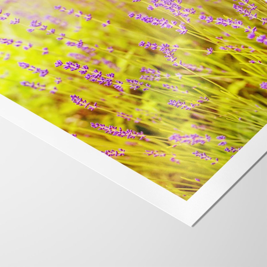 Plakat bez ramy 40x50 - Delikatność natury - lawenda, kwiaty