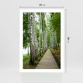 Plakat bez ramy 21x30 - Spacer ścieżką przez brzozowy las - las, ścieżka