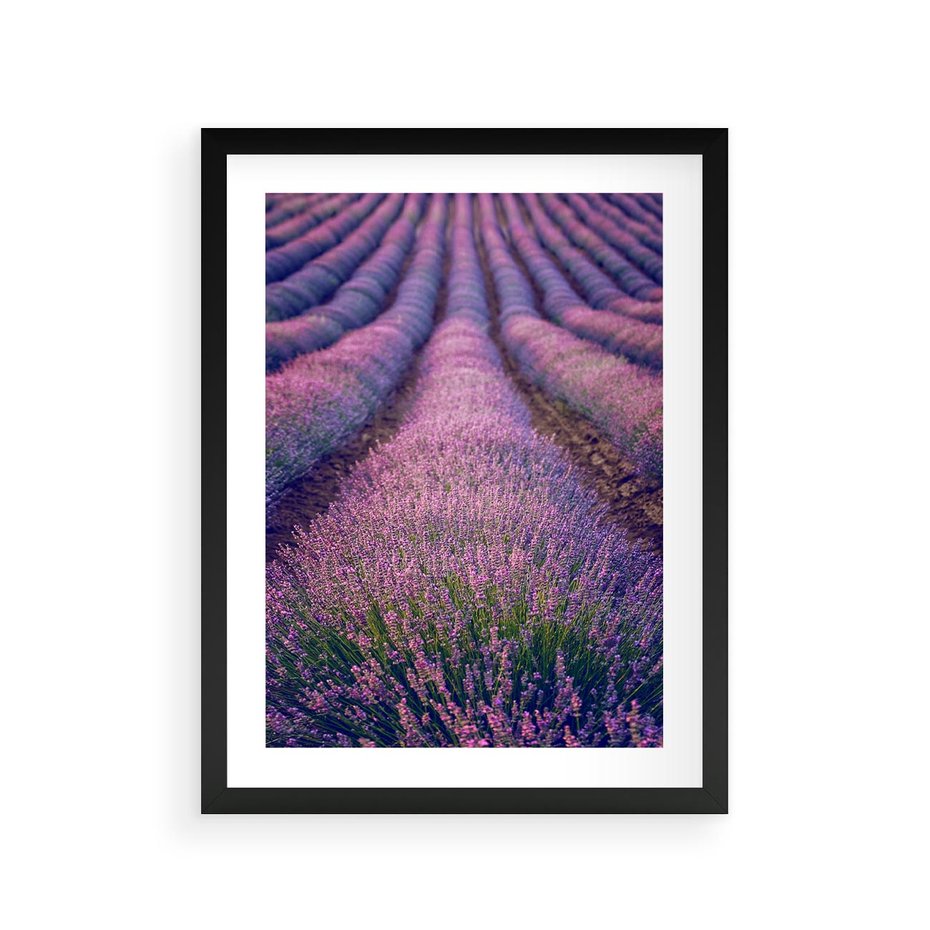 Plakat w ramie 30x40 - Pole Lawendy w Pełnej Krasie - pole lawendy, kompozycja - rama czarna