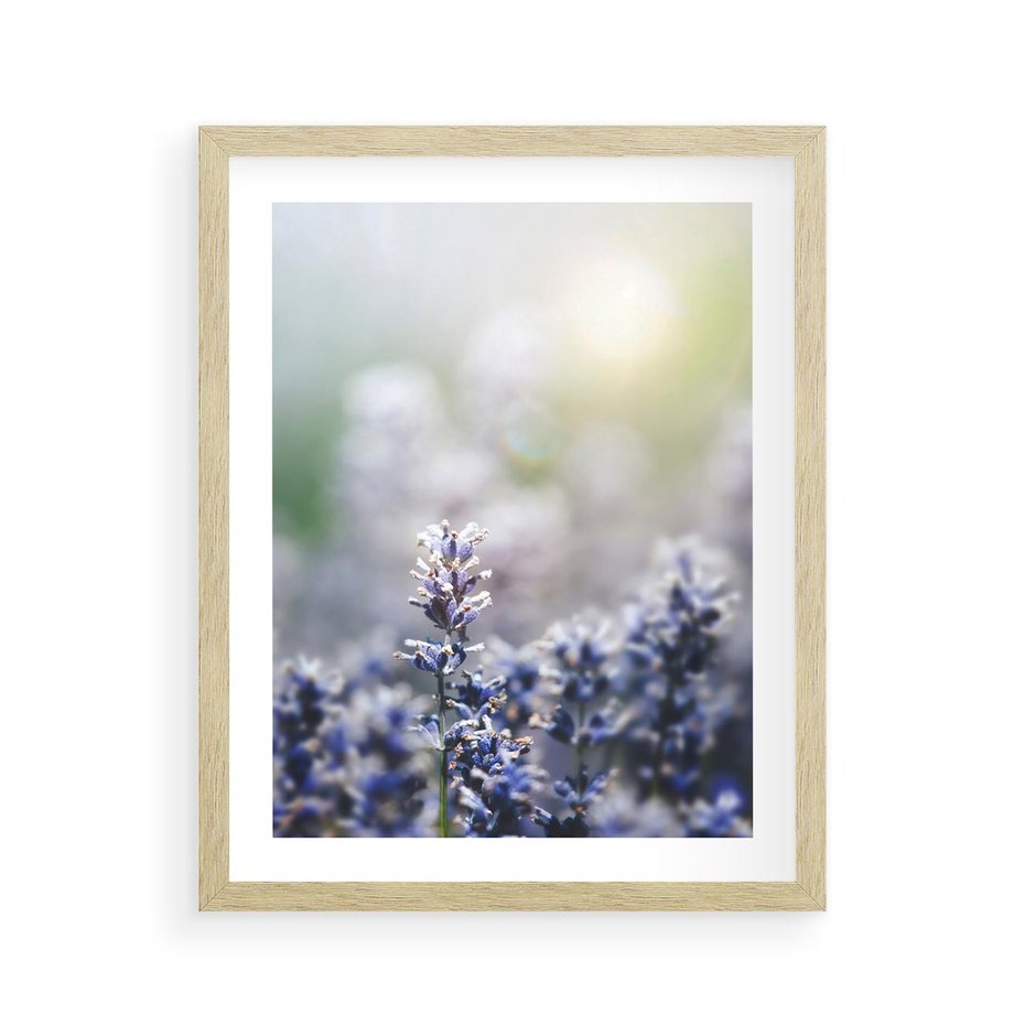 Plakat w ramie 40x50 - Delikatna Uroda Natury - wrzosy, fiolet - rama drewno