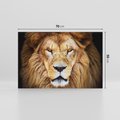 Obraz na płótnie 70x50 - Król zwierząt w majestatycznym stylu - lew, król