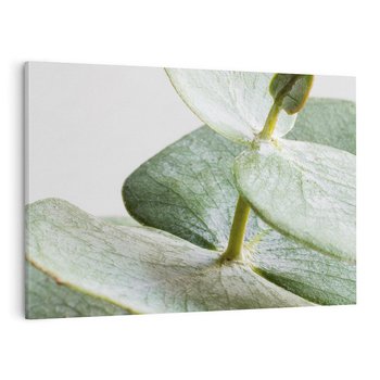 Obraz na płótnie 70x50 - Eukaliptusowa zieleń - eukaliptus, zielone