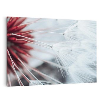 Obraz na płótnie 100x70 - Makro świat dmuchawca - dmuchawiec, makro