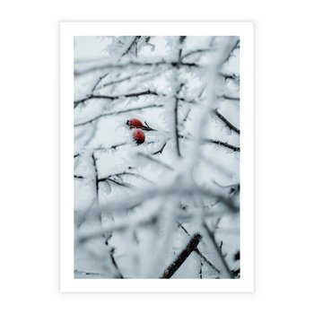 Plakat bez ramy 50x70 - Zima w Detalu: Gałęzie ze Szronem i Śniegiem - śnieg, zima