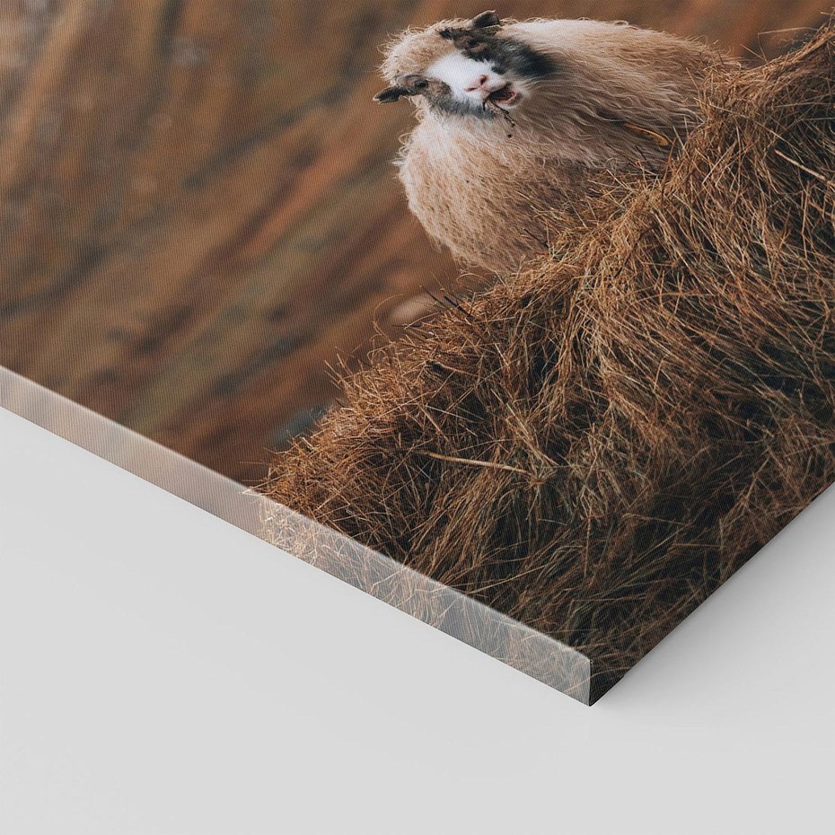 Obraz na płótnie 80x120 - Owiecka panorama - góry, owca