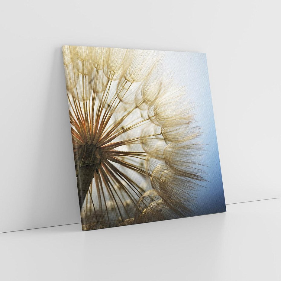 Obraz na płótnie 50x50 - Delikatny dmuchawiec w pełnym rozkwicie - dmuchawiec, kwiat