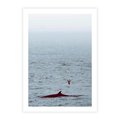 Plakat bez ramy 40x50 - Spotkanie z Orką - morze, ocean
