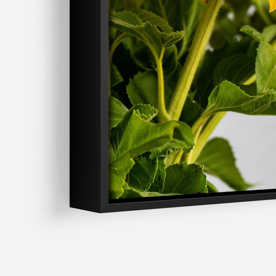 Obraz w ramie 50x70 - Słoneczna Radość - fotografia, żółte słoneczniki - rama czarna