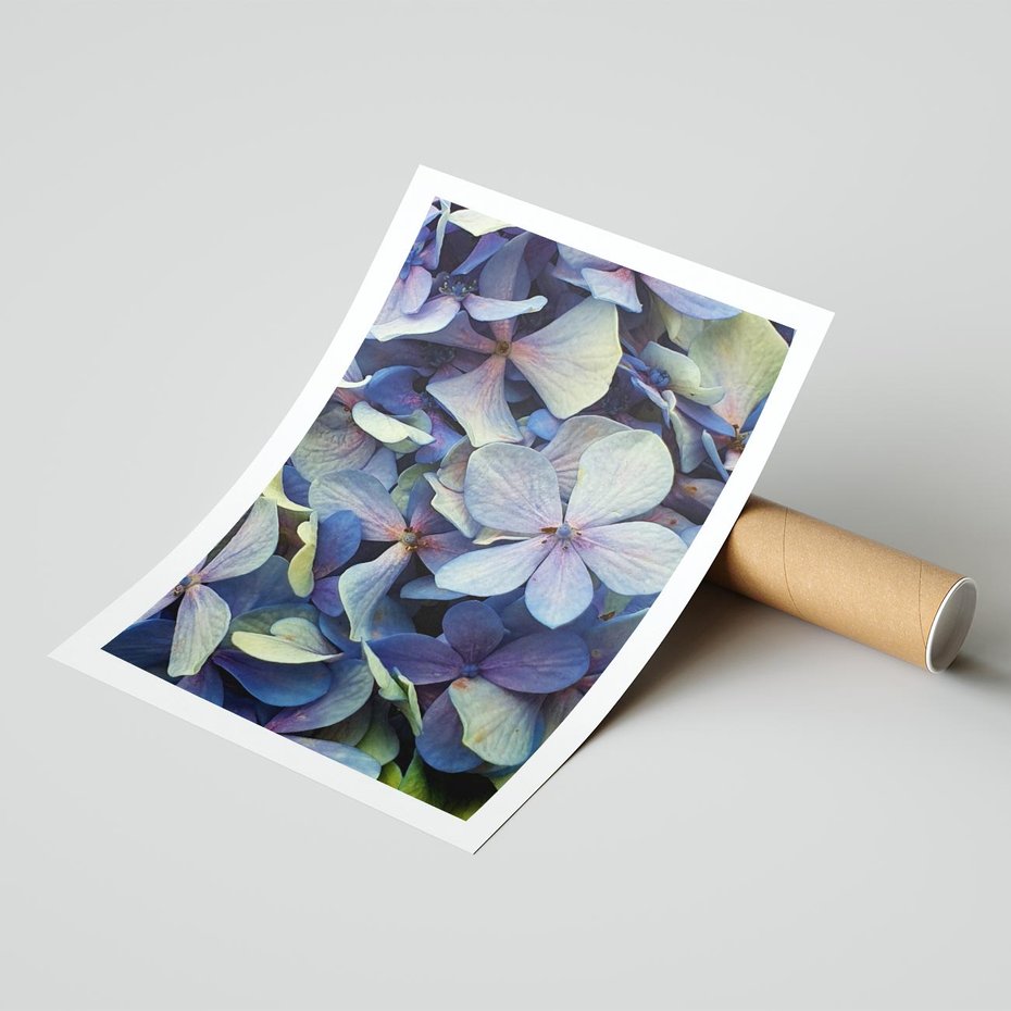 Plakat bez ramy 30x40 - Hortensja - delikatność kwiatów - hortensja, kwiaty