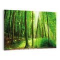 Obraz na płótnie 100x70 - Spacer po urokliwej dróżce w lesie - las, dróżka