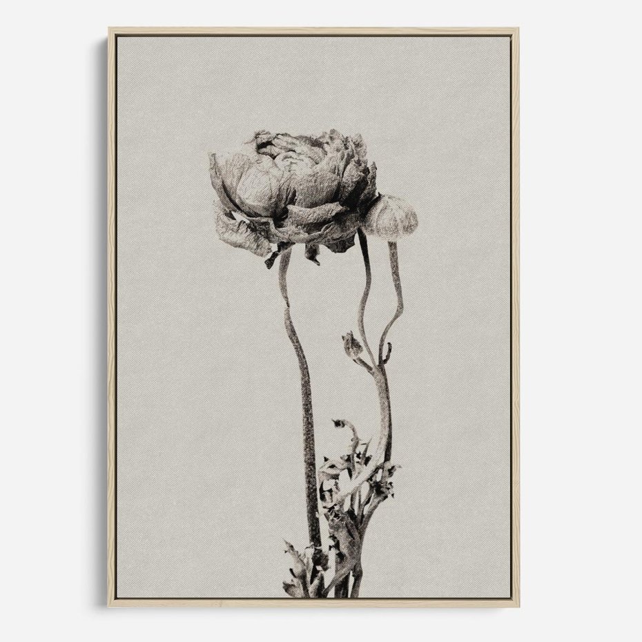 Obraz w ramie 50x70 - Cień Kwiatowej Delikatności - kwiat, cień - rama drewno