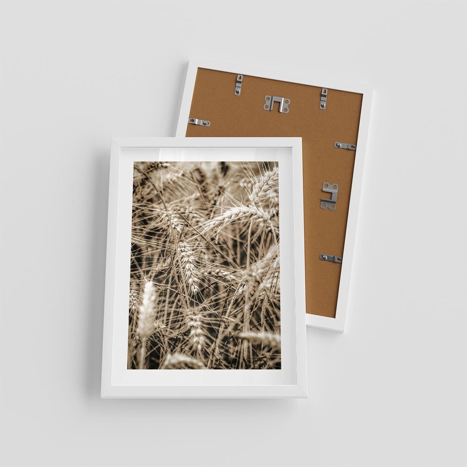 Plakat w ramie 30x40 - Zbliżenie na Kłosy Zboża - zboża, kłosy zboża - rama biała