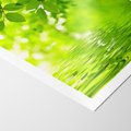 Plakat bez ramy 30x40 - Liście w Wodzie - liście, woda