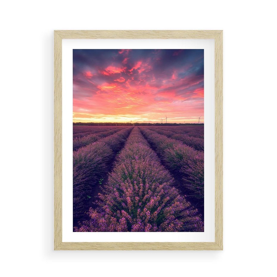 Plakat w ramie 50x70 - Różowe Niebo nad Polami - pola lawendy, zachód słońca - rama drewno
