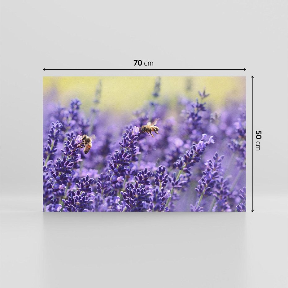 Obraz na płótnie 70x50 - Magia lawendy delikatne kwiaty - lawenda, kwiat