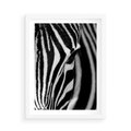 Plakat w ramie 50x70 - Pasy Zebr - zebra, paski - rama biała