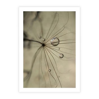 Plakat bez ramy 21x30 - Delikatność dmuchawców - dmuchawce, krople