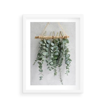 Plakat w ramie 50x70 - Uwodzicielska zieleń eukaliptusa - eukaliptus, zielone - rama biała