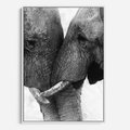 Obraz w ramie 70x100 - Spotkanie Mądrości - fotografia czarno biała, dwa słonie - rama biała
