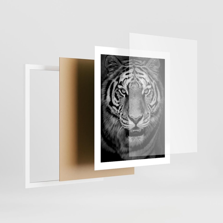 Plakat w ramie 40x50 - Tygrys Czarno-Biały: Siła i Delikatność - tygrys, czarno - rama biała