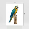 Plakat bez ramy 30x40 - Kolorowa papuga w locie - papuga, ptak