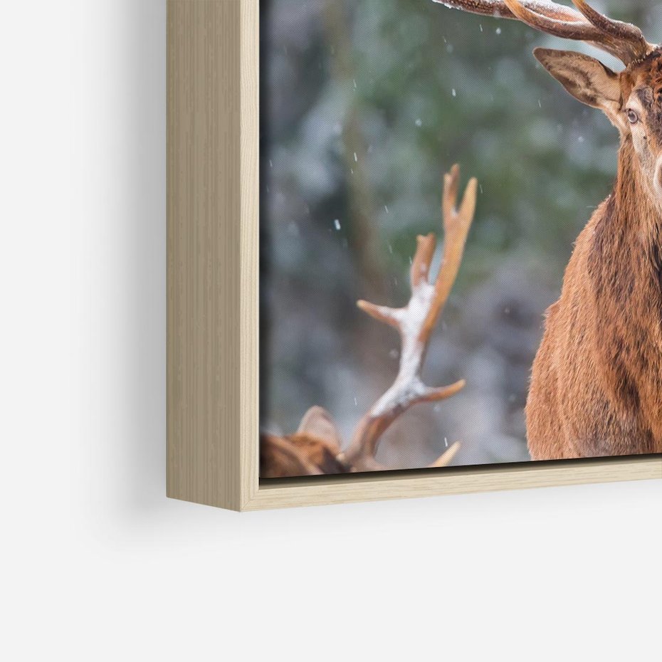 Obraz w ramie 80x80 - Monarcha Zimowej Dziczy - jeleń, zima - rama drewno