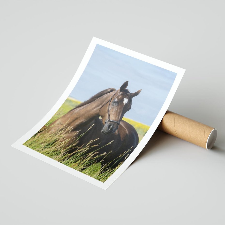 Plakat bez ramy 30x40 - Siła i piękno natury - koń, łąka