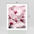 Plakat bez ramy 40x50 - Kwitnąca Wiśnia - kwiaty, kwitnąca