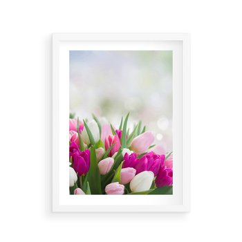 Plakat w ramie 50x70 - Tulipany w pełnym rozkwicie - tulipany, kwiaty - rama biała