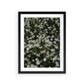 Plakat w ramie 30x40 - Stokrotkowa Idylla na Łące - łąka, stokrotki - rama czarna
