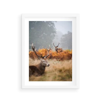 Plakat w ramie 40x50 - Malownicza Harmonia - jelenie, jesień - rama biała