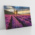 Obraz na płótnie 120x80 - Lawenda: Pachnący ogród natury - lawenda, kwiaty
