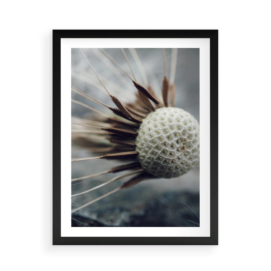 Plakat w ramie 50x70 - Makro Dmuchawiec - dmuchawiec, zbliżenie - rama czarna
