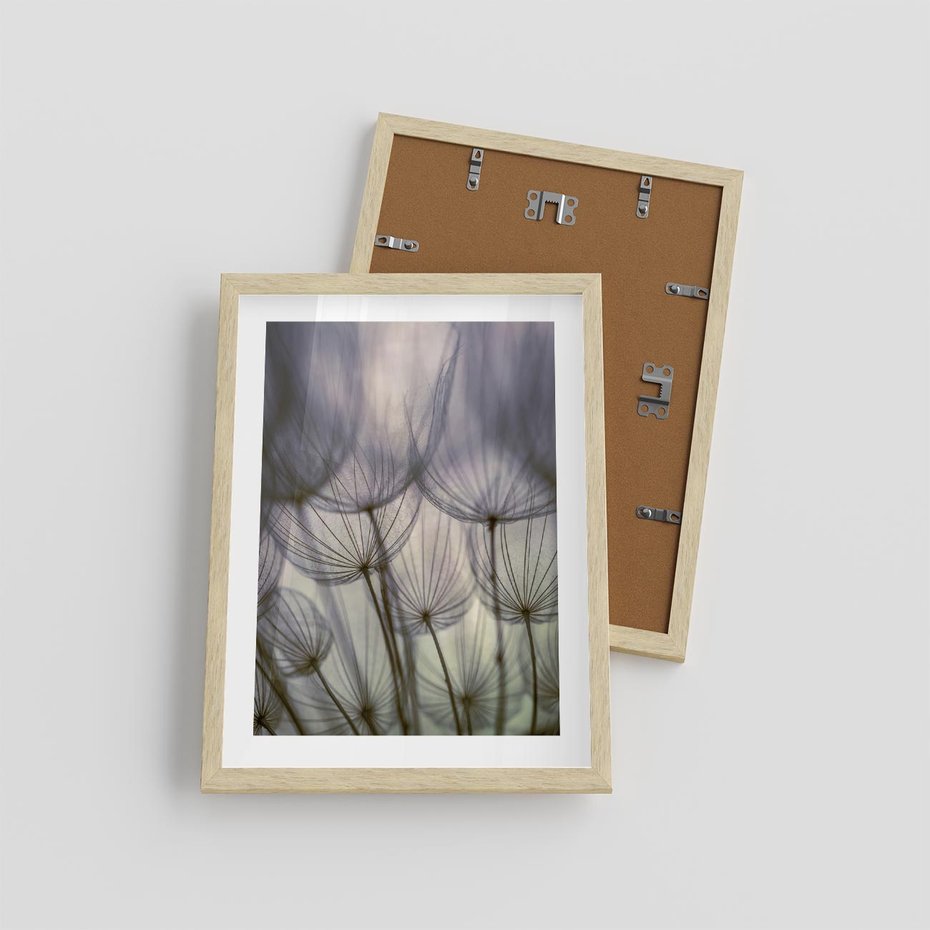 Plakat w ramie 30x40 - Makro dmuchawiec - piękno drobnych detali - dmuchawce, makro - rama drewno