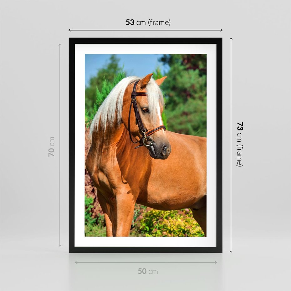 Plakat w ramie 50x70 - Elegancki wierzchowiec - koń, portret - rama czarna