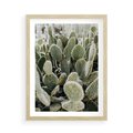 Plakat w ramie 50x70 - Kaktusowa Harmonia - kaktusy, fotografia - rama drewno