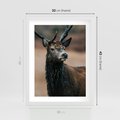 Plakat w ramie 30x40 - Spokojny jeleń - jeleń, las - rama biała