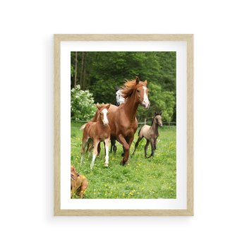 Plakat w ramie 30x40 - Galopujące konie - konie, galop - rama drewno
