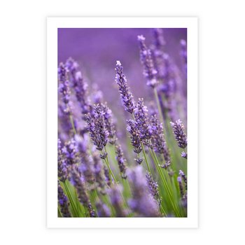 Plakat bez ramy 50x70 - Urok lawendy - lawenda, kwiaty