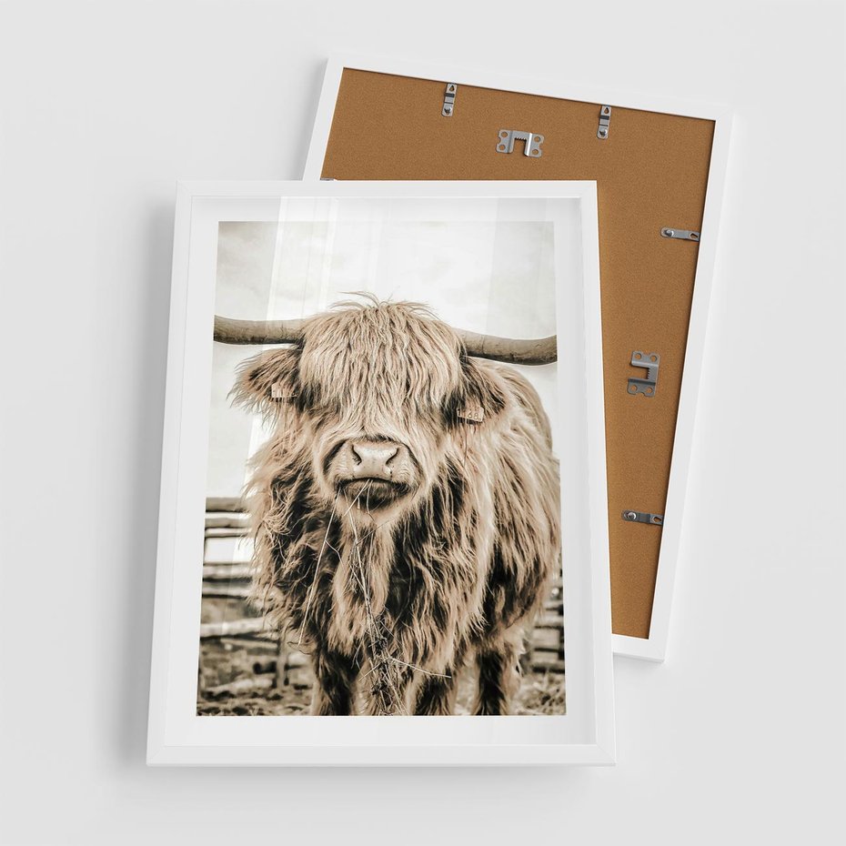 Plakat w ramie 50x70 - Klimat Wiejskiego Życia - amerykańska krowa, byk - rama biała