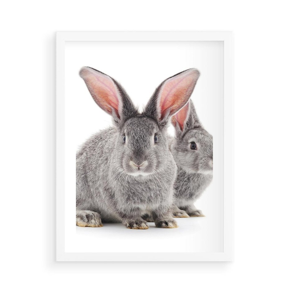 Plakat w ramie 50x70 - Uroczy królik wśród natury - królik, zając - rama biała