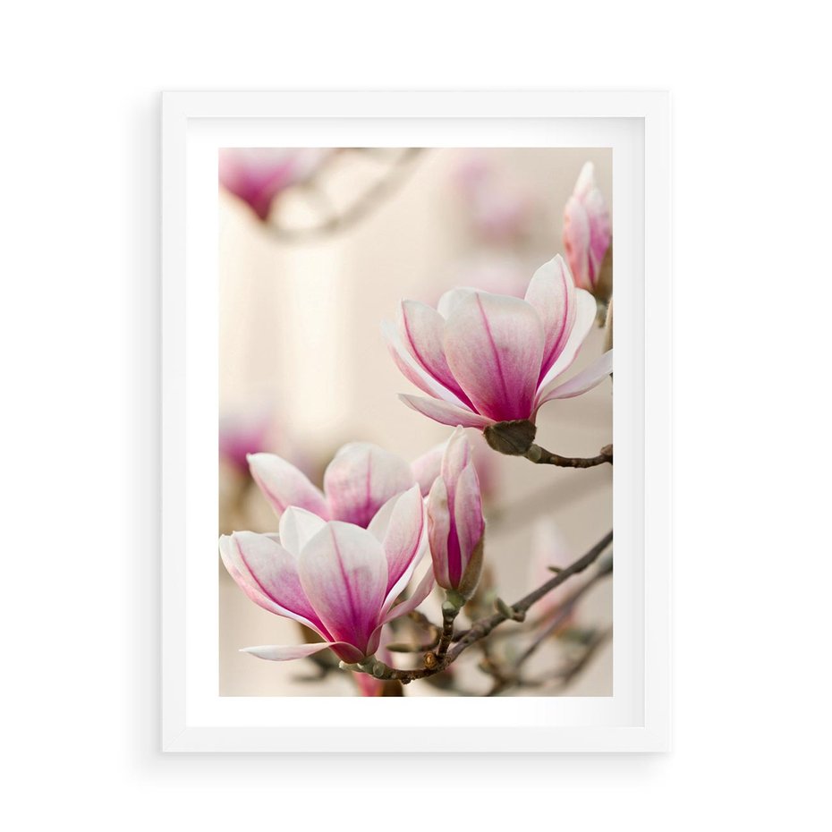 Plakat w ramie 50x70 - Urok Magnolii - magnolie, kwiaty - rama biała