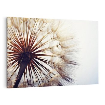 Obraz na płótnie 120x80 - Makro piękno dmuchawca - makro, dmuchawiec