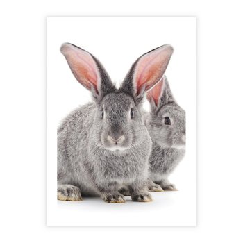 Plakat bez ramy 21x30 - Uroczy królik wśród natury - królik, zając