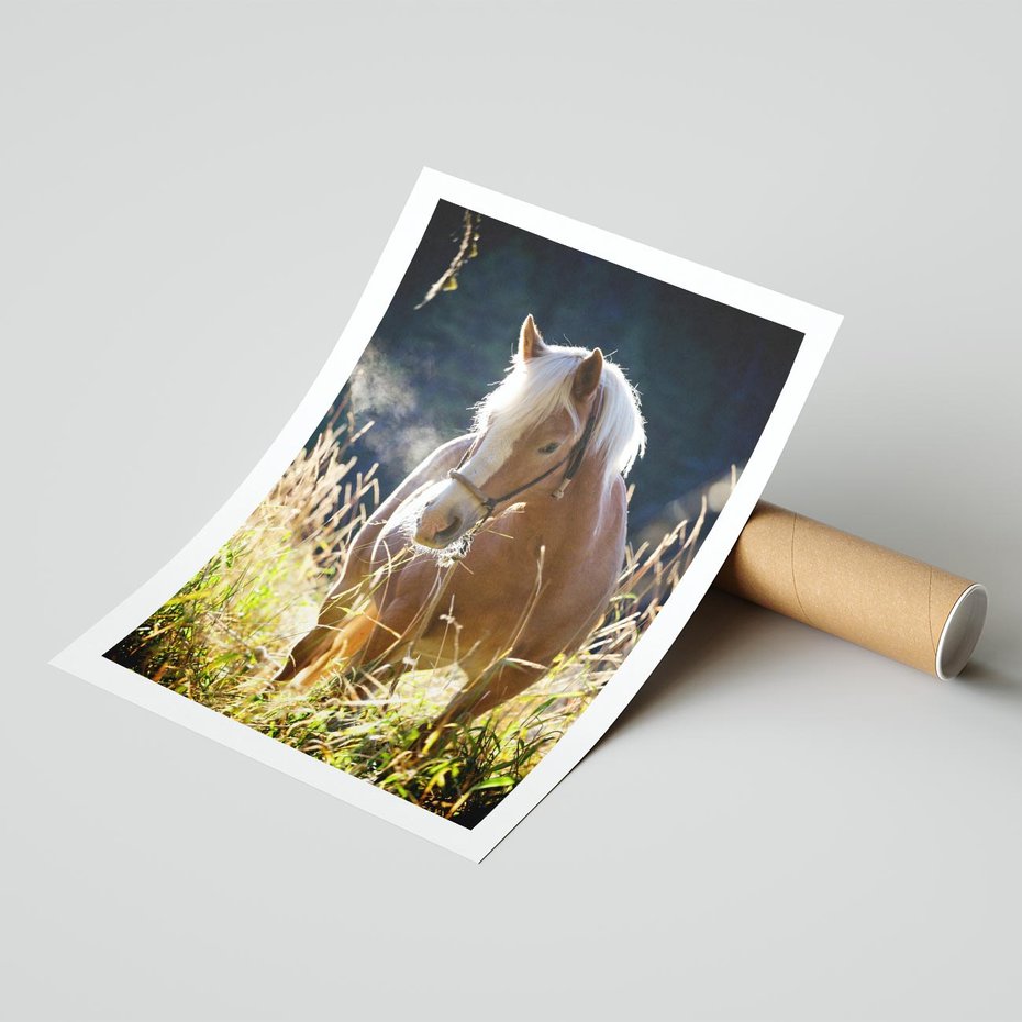 Plakat bez ramy 40x50 - Spotkanie konia na łące - koń, łąka