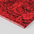 Obraz na płótnie 80x120 - Czerwona Pasja - czerwone, róże